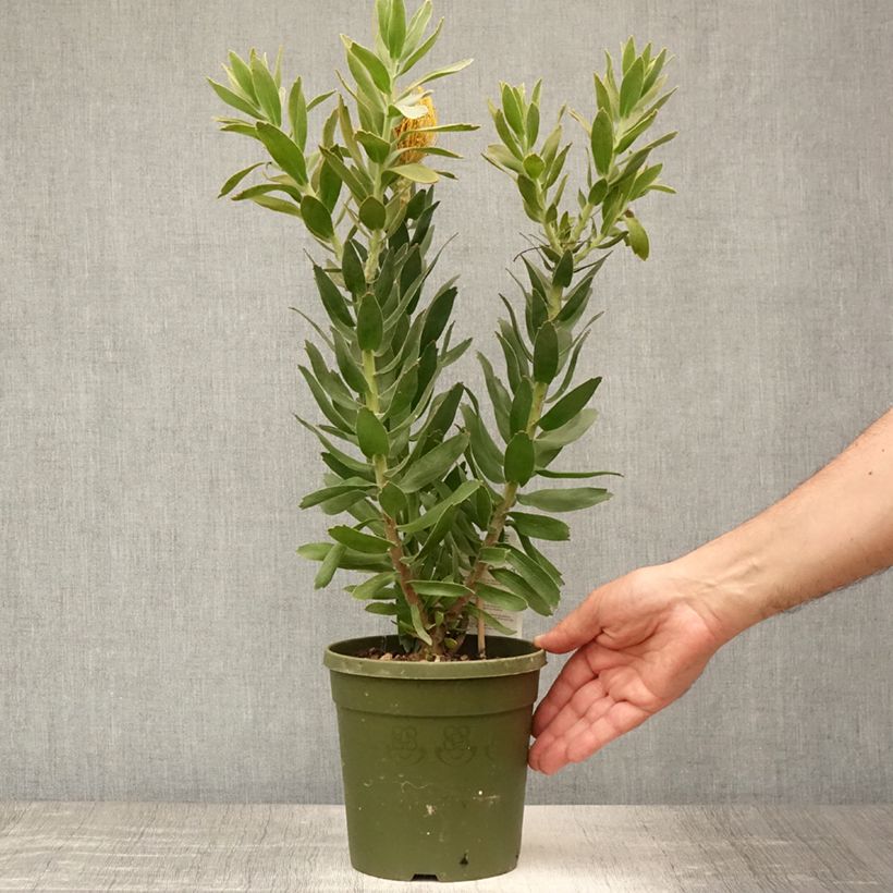 Exemplaar van Leucospermum Copper Carnival - Speldenkussenbloem Pot van 2 l/3 l zoals geleverd in de zomer