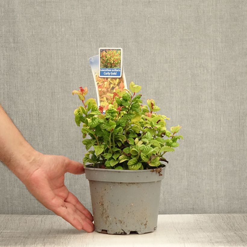 Exemplaar van Leucothoe axillaris Curly Gold - Druifheide Pot van 2 l/3 l zoals geleverd in de zomer