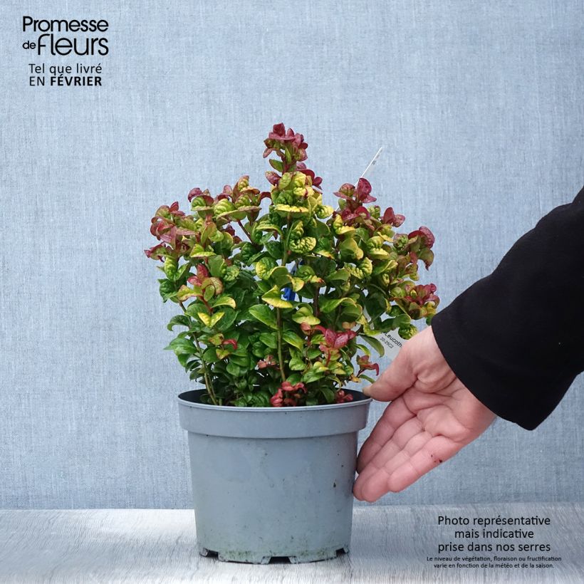 Example of Leucothoe axillaris Curly Gold Pot van 2 l/3 l as you get in hiver