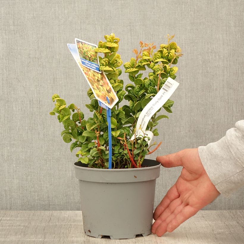Exemplaar van Leucothoe axillaris Curly Gold - Druifheide Pot van 2 l/3 l zoals geleverd in de lente