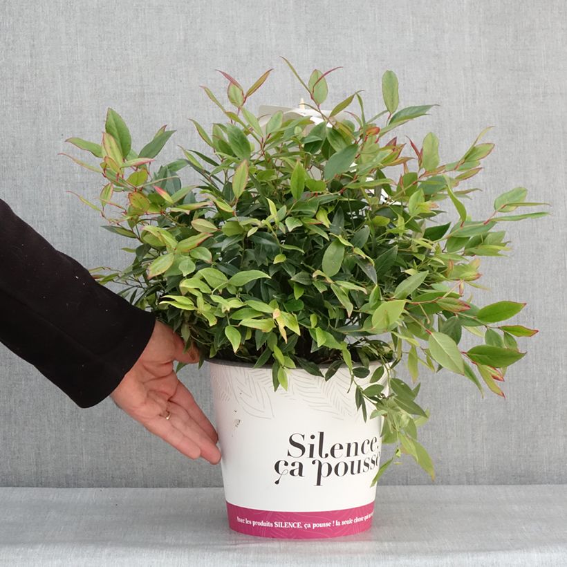 Example of Leucothoe axillaris Red Lips - Leucothoé  Pot van 4 l/5 l as you get in hiver
