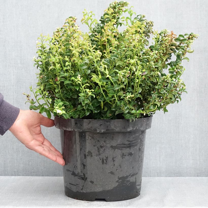 Example of Leucothoe axillaris Twisting Red Pot van 7,5 l/10 l as you get in printemps