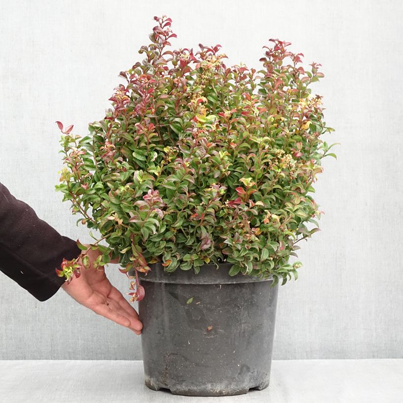 Exemplaar van Leucothoe axillaris Twisting Red - Druifheide Pot van 7,5 l/10 l zoals geleverd in de herfst