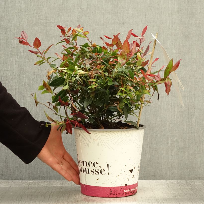 Exemplaar van Leucothoe fontanesiana Color Diamond Pot de 4L/5L zoals geleverd in de herfst