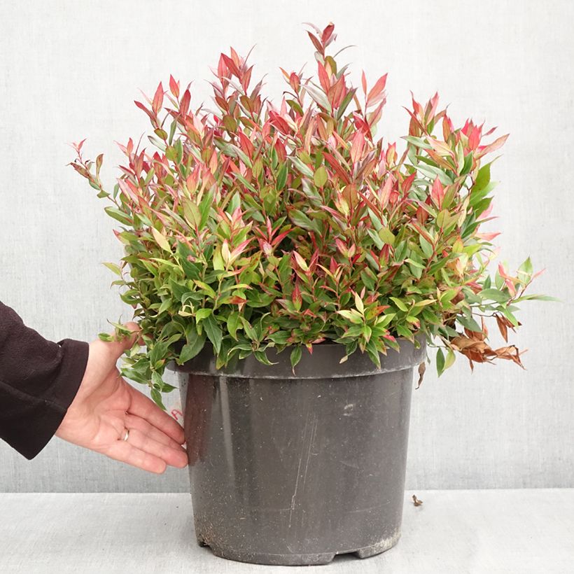 Exemplaar van Leucothoe fontanesiana Little Flames - Druifheide Pot van 7,5 l/10 l zoals geleverd in de herfst