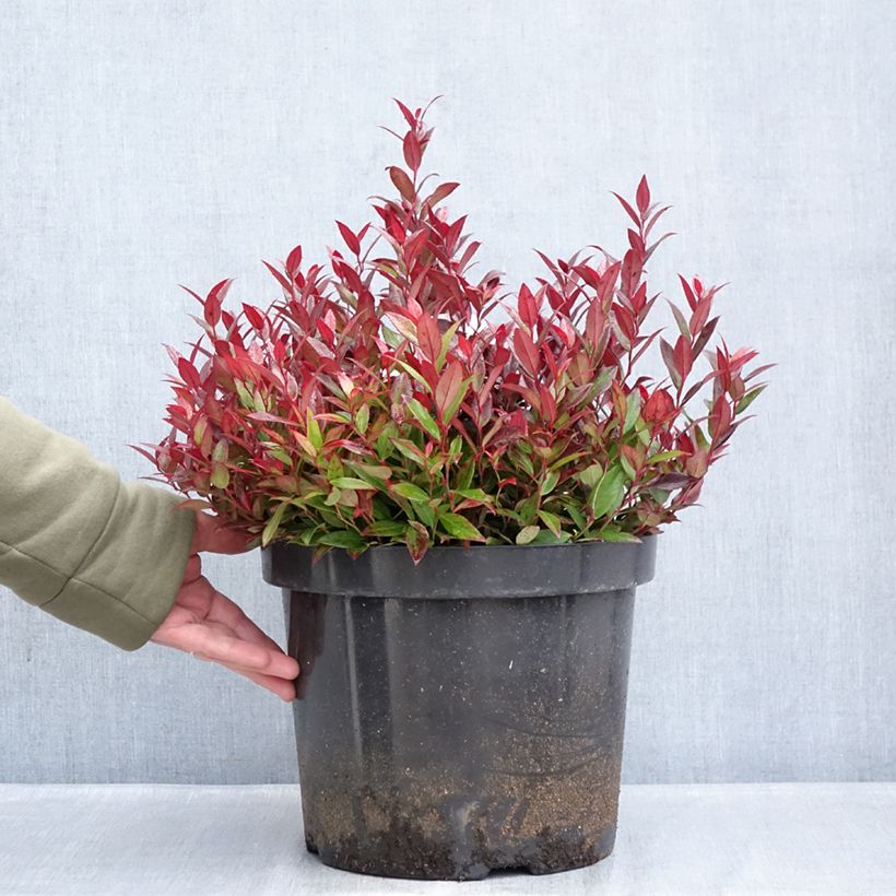 Exemplaar van Leucothoe fontanesiana Little Flames - Druifheide Pot van 7,5 l/10 l zoals geleverd in de winter