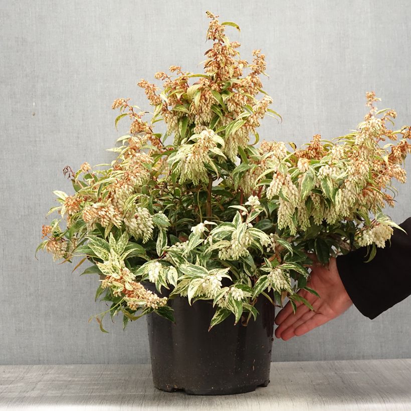 Example of Leucothoe fontanesiana Makijaz Pot van 7,5 l/10 l as you get in printemps