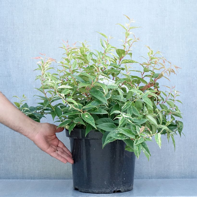 Exemplaar van Leucothoe fontanesiana Makijaz - Druifheide Pot van 7,5 l/10 l zoals geleverd in de zomer