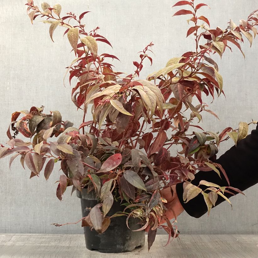 Exemplaar van Leucothoe fontanesiana Rainbow Pot de 7,5L/10L zoals geleverd in de herfst