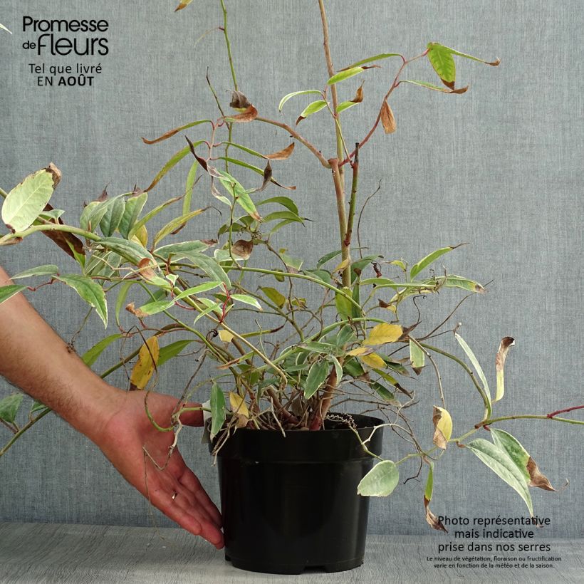 Exemplaar van Leucothoe fontanesiana Whitewater - Druifheide Pot van 2 l/3 l zoals geleverd in de zomer