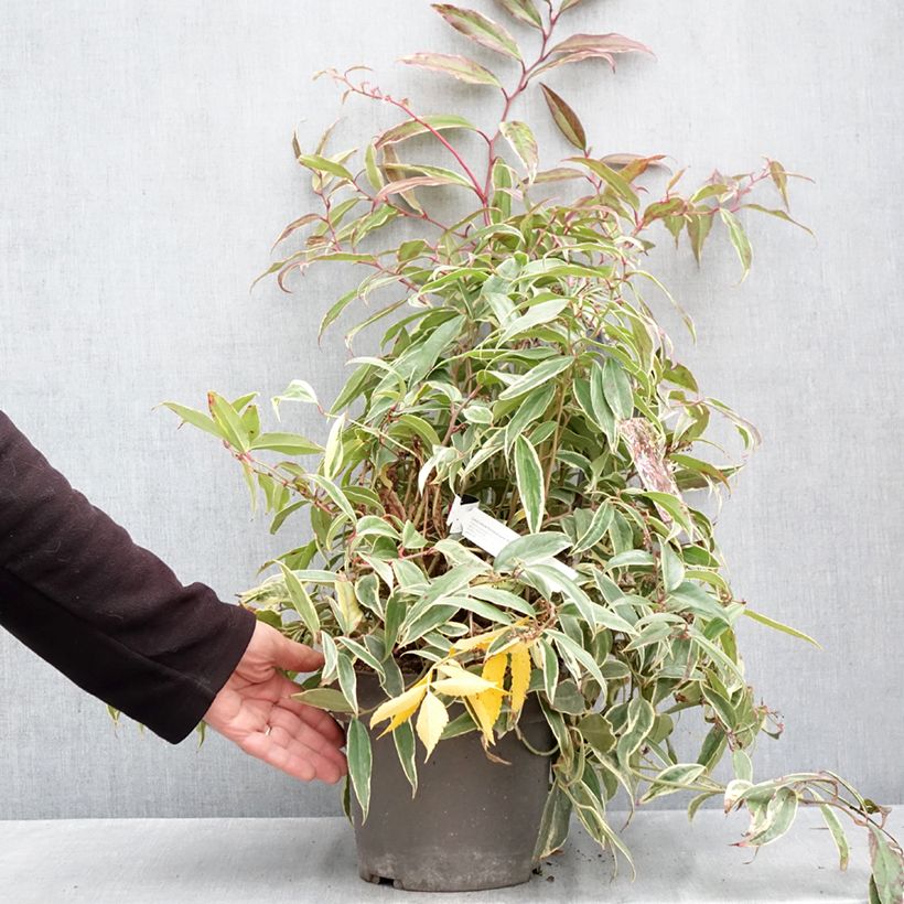 Exemplaar van Leucothoe fontanesiana Whitewater - Druifheide Pot van 4 l/5 l zoals geleverd in de herfst