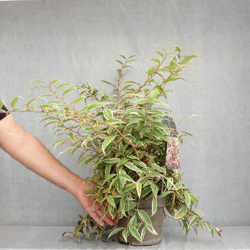 Example of Leucothoe fontanesiana Whitewater Pot van 4 l/5 l as you get in ete