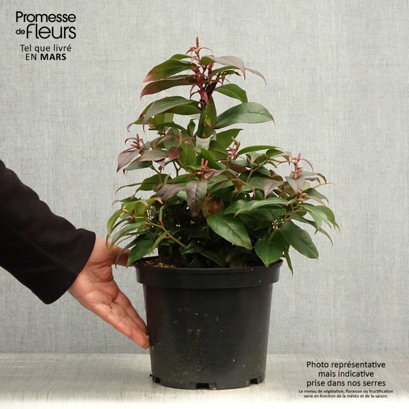 Exemplaar van Leucothoe fontanesiana Dark Diamond - Druifheide Pot van 4 l/5 l zoals geleverd in de lente