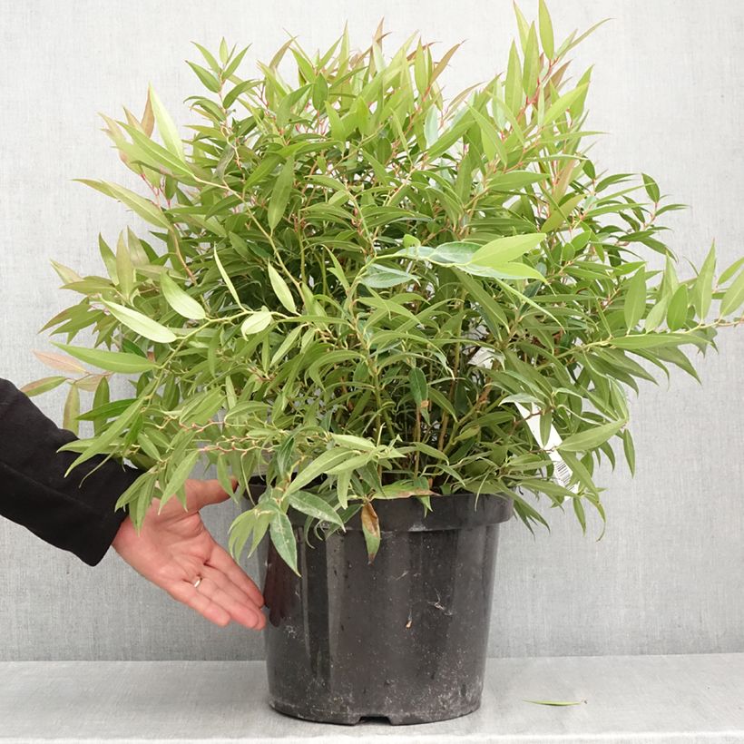 Exemplaar van Leucothoe keiskei Burning Love - Druifheide Pot van 7,5 l/10 l zoals geleverd in de herfst