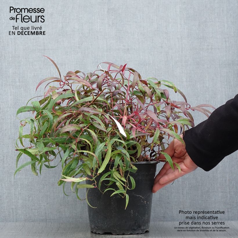 Exemplaar van Leucothoe keiskei Halloween - Druifheide Pot van 4 l/5 l zoals geleverd in de herfst