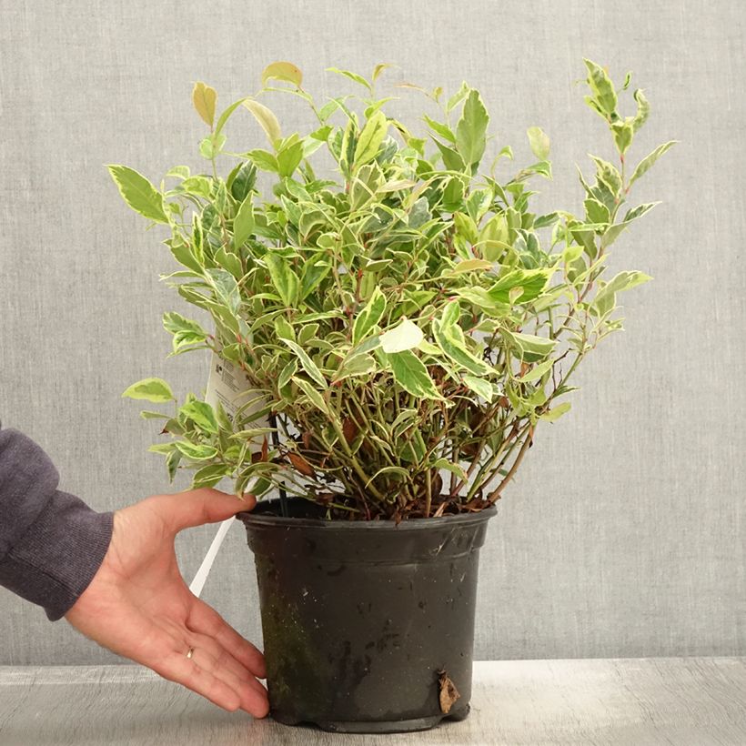 Exemplaar van Leucothoe walteri Firestar Pot de 2L/3L zoals geleverd in de herfst