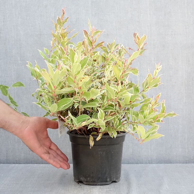 Exemplaar van Leucothoe walteri Firestar - Druifheide Pot van 2 l/3 l zoals geleverd in de zomer