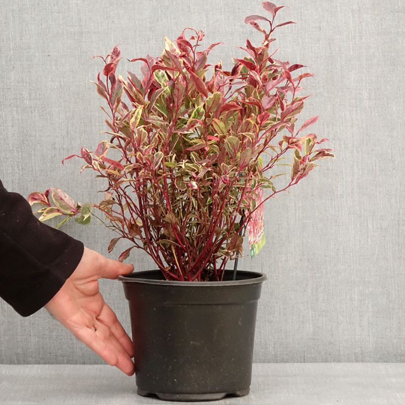 Example of Leucothoe walteri Firestar Pot van 2 l/3 l as you get in hiver