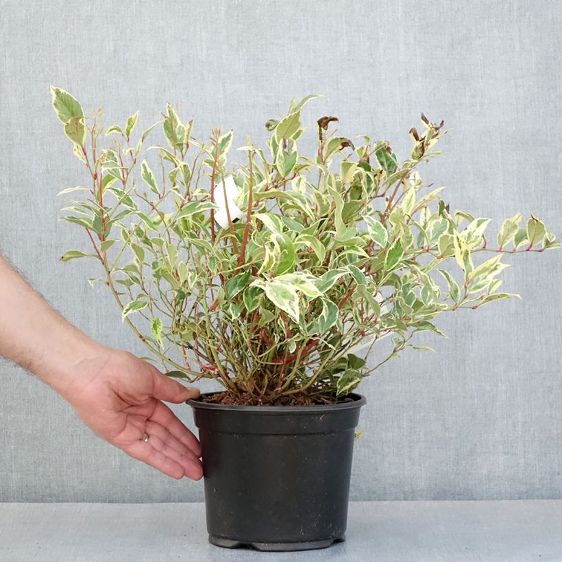 Exemplaar van Leucothoe walteri Firestar - Druifheide Pot van 2 l/3 l zoals geleverd in de lente