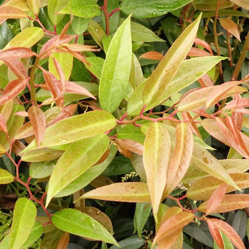 Leucothoe walteri Royal Ruby - Druifheide (Blad)