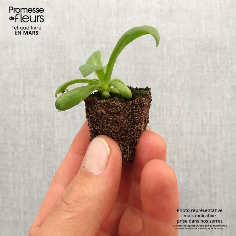 Example of Lewisia cotyledon Elise en mélange Kluitplant: kluit 3,8 cm x 3,2 cm in een tray voor 16 planten as you get in printemps