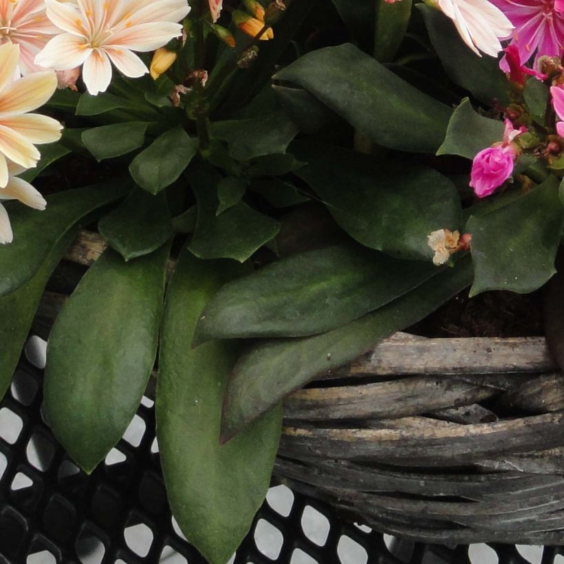 Lewisia cotyledon Elise in mengsel - Bitterkruid (Foliage)