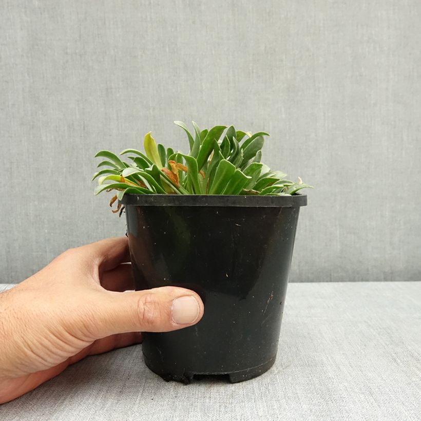 Exemplaar van Lewisia Little Peach Pot van 1,5 l/2 l zoals geleverd in de zomer