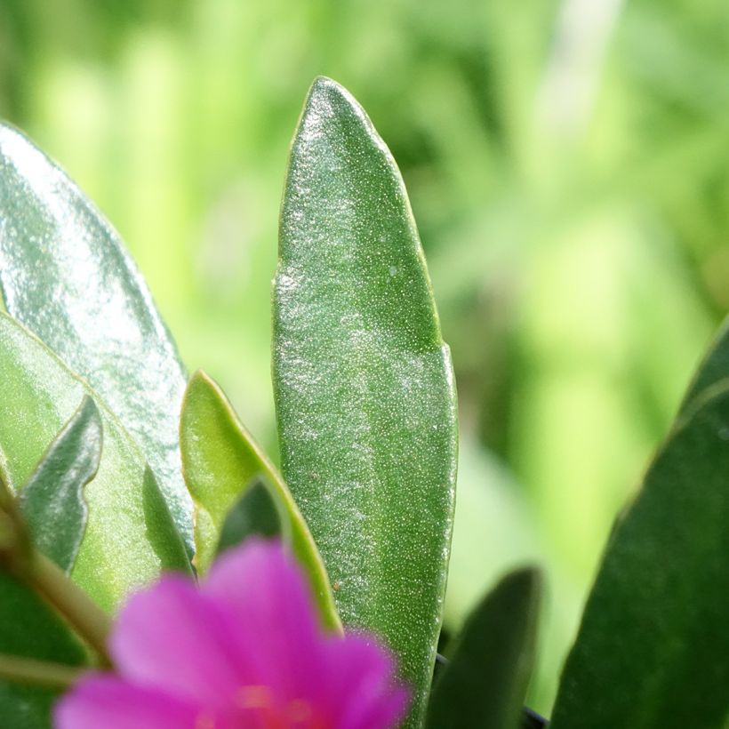 Lewisia Little Raspberry (Blad)