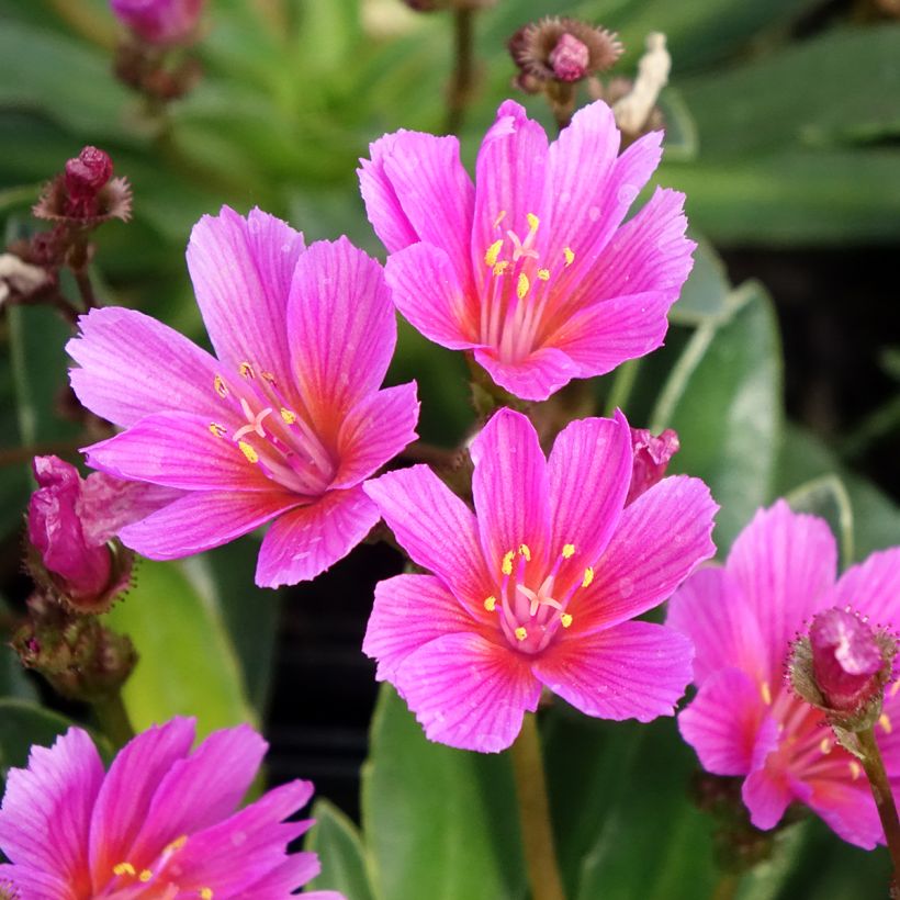 Lewisia Little Raspberry (Bloei)