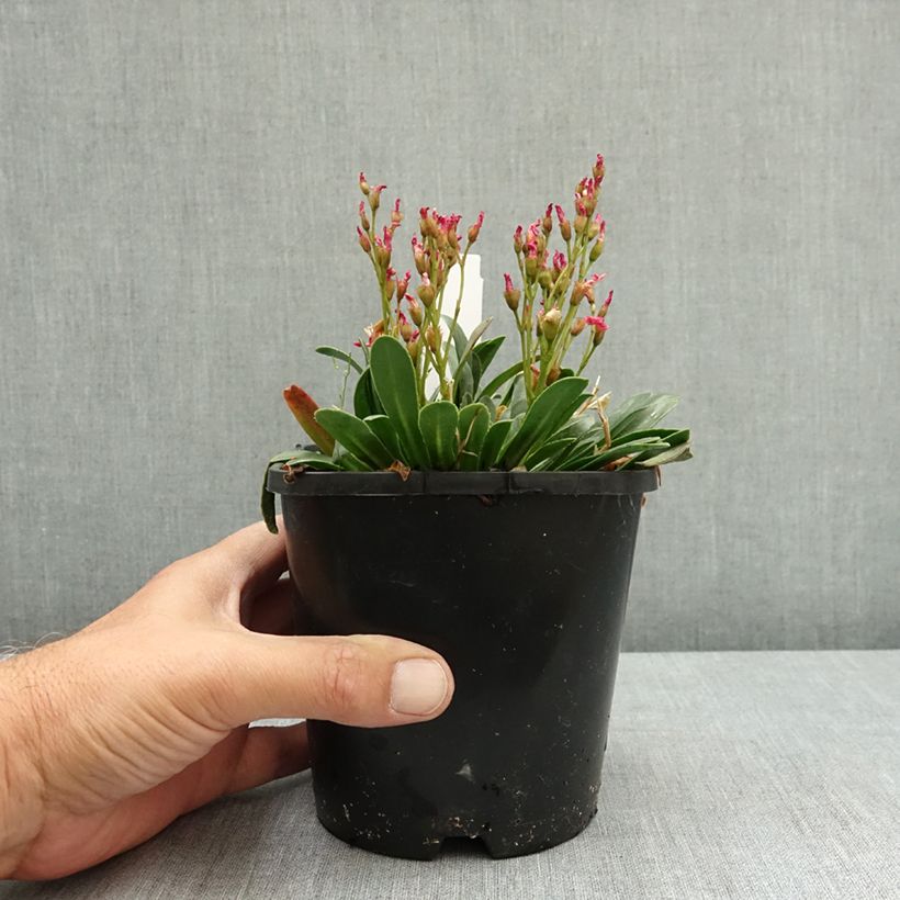 Exemplaar van Lewisia Little Raspberry Pot van 1,5 l/2 l zoals geleverd in de zomer