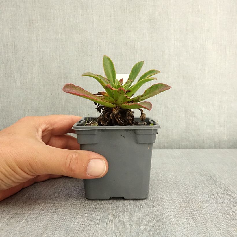 Exemplaar van Lewisia Safira Tropic Pink - Bitterkruid Kweekpotje van 8/9 cm zoals geleverd in de zomer