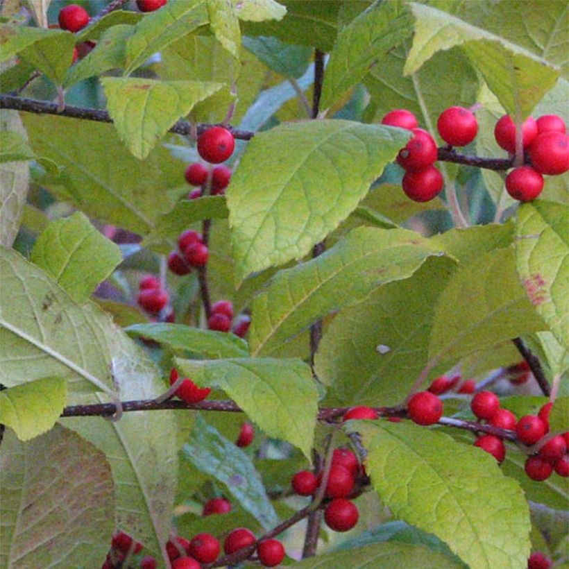 Ilex verticillata - Winterbes (Foliage)