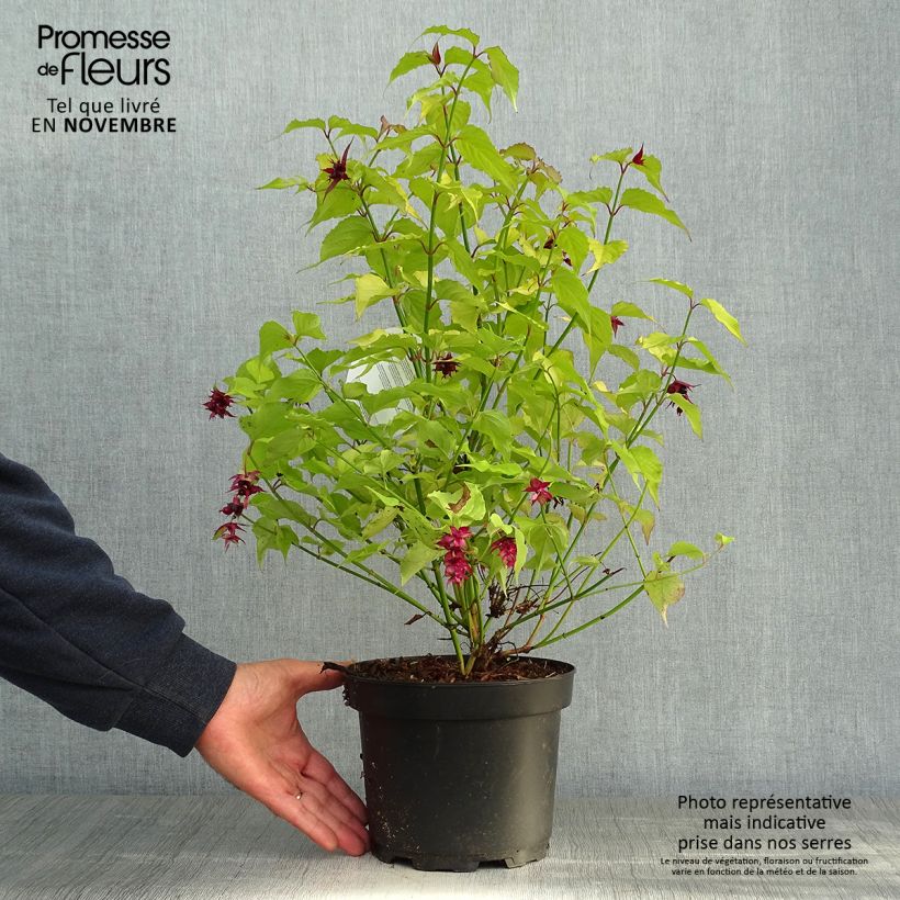 Exemplaar van Leycesteria formosa Golden Lanterns - Fazantenbes Pot van 2 l/3 l zoals geleverd in de herfst