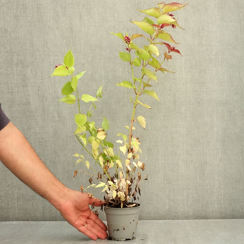 Exemplaar van Leycesteria formosa Little Lanterns - Fazantenbes Pot van 12 cm / 13 cm zoals geleverd in de zomer