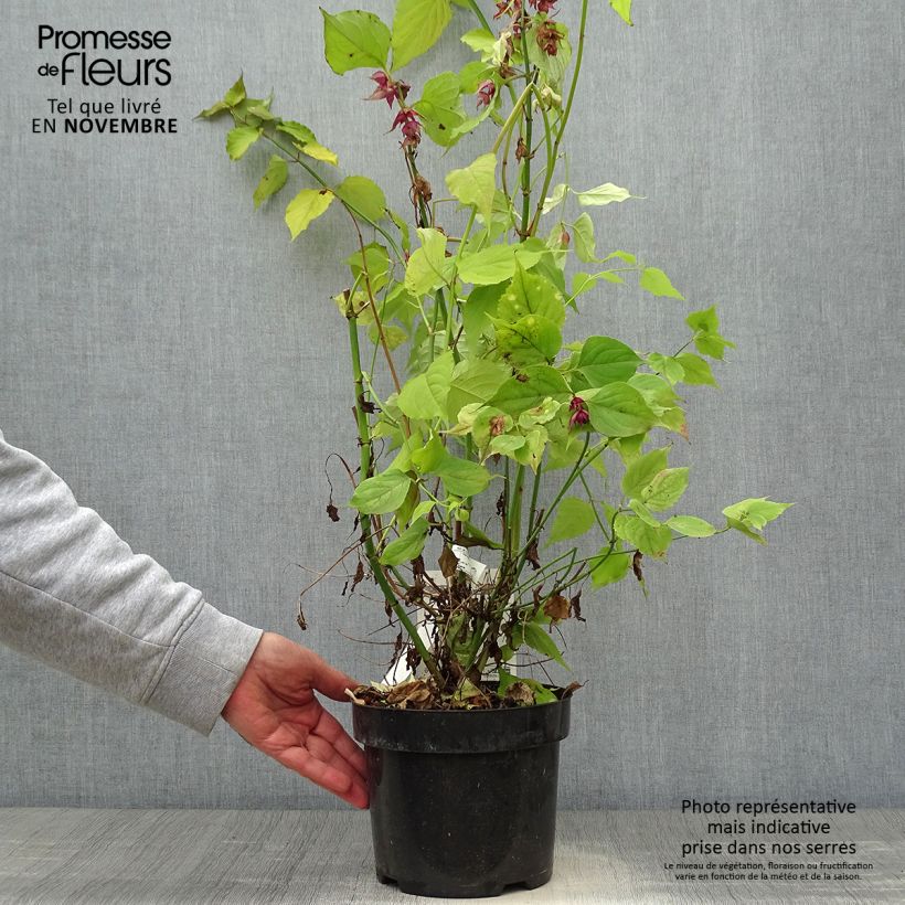 Exemplaar van Leycesteria formosa Little Lanterns - Fazantenbes Pot van 3 l/4 l zoals geleverd in de herfst