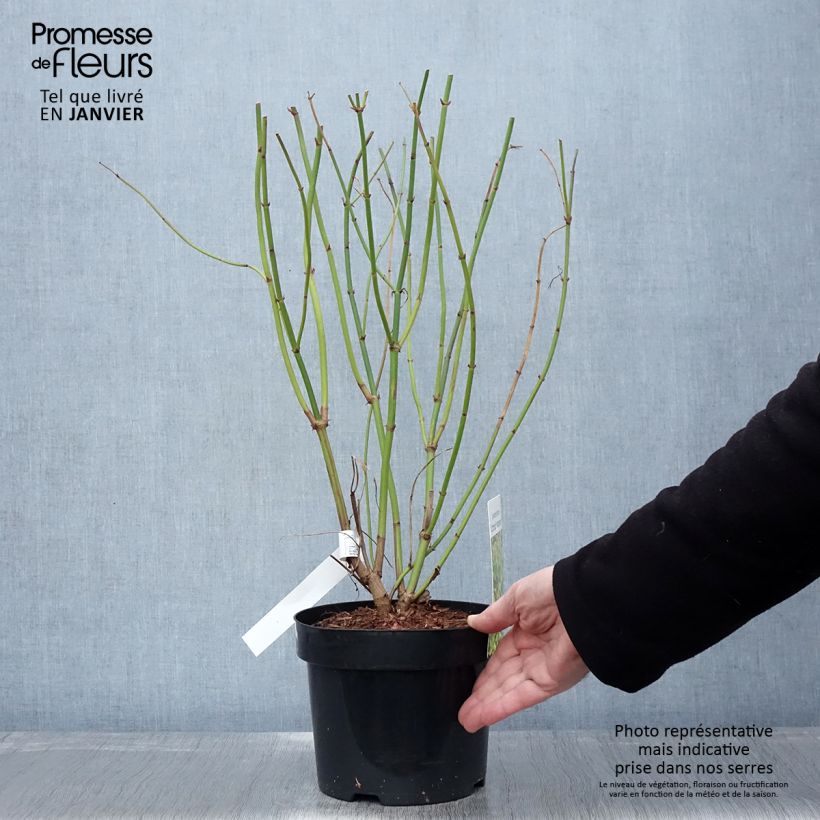 Example of Leycesteria formosa Little Lanterns - Arbre aux faisans Pot van 3 l/4 l as you get in hiver