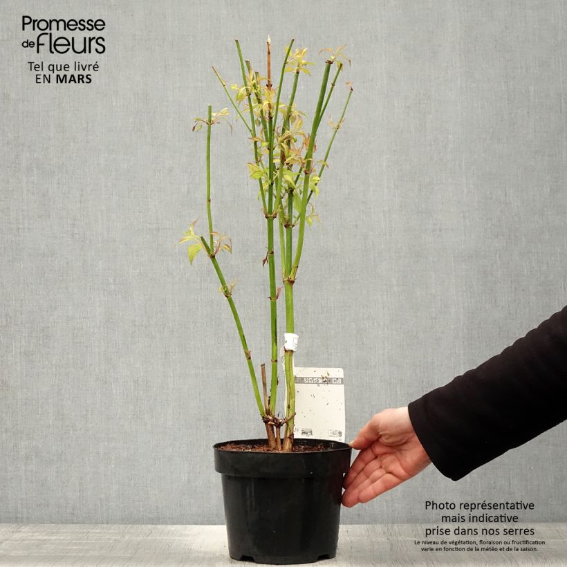 Exemplaar van Leycesteria formosa Little Lanterns - Fazantenbes Pot van 3 l/4 l zoals geleverd in de lente