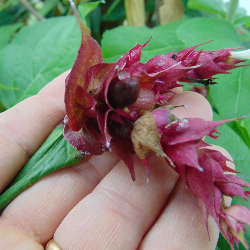 Leycesteria formosa Purple Rain - Fazantenbes (Harvest)