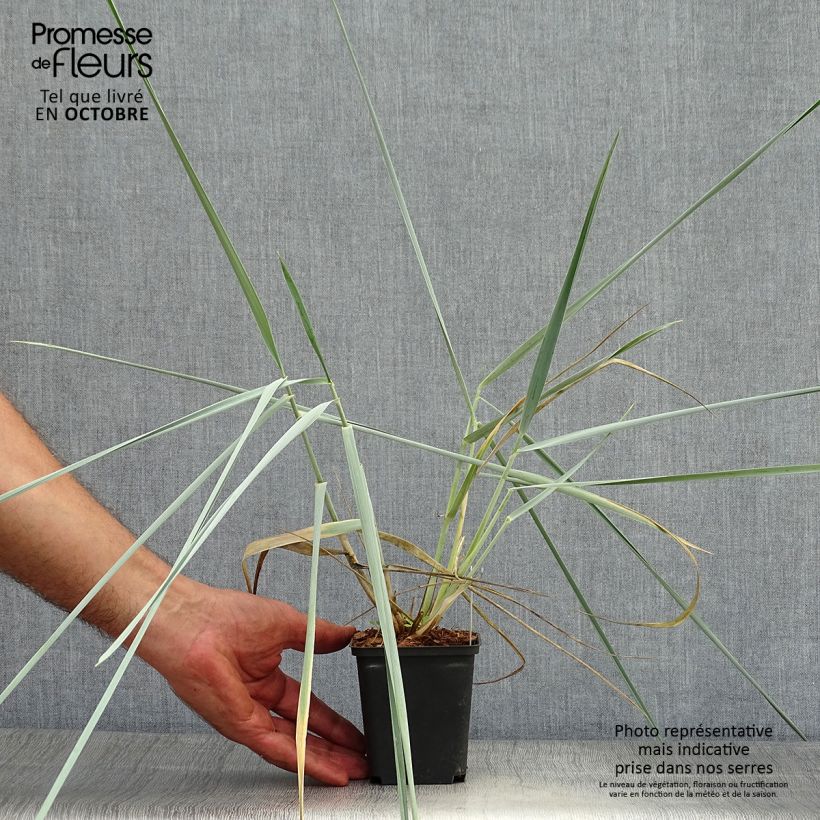 Exemplaar van Leymus arenarius - Zandhaver Kweekpotje van 8/9 cm zoals geleverd in de herfst