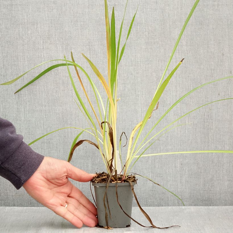 Exemplaar van Liatris pycnostachya - Prachtschaarde Kweekpotje van 8/9 cm zoals geleverd in de herfst