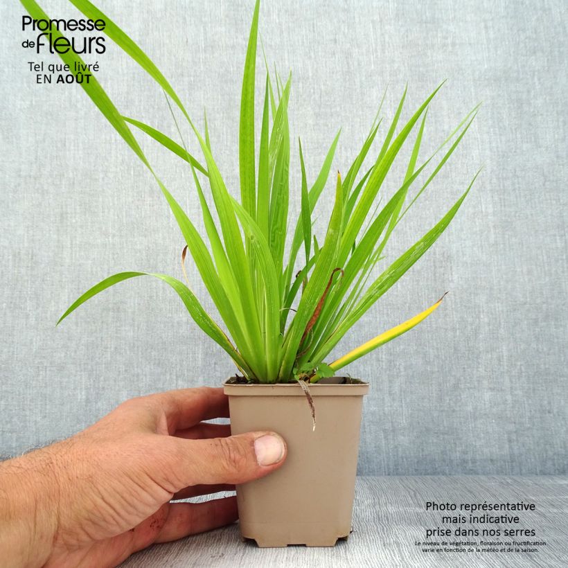 Exemplaar van Libertia formosa - Chileense iris Kweekpotje van 8/9 cm zoals geleverd in de zomer
