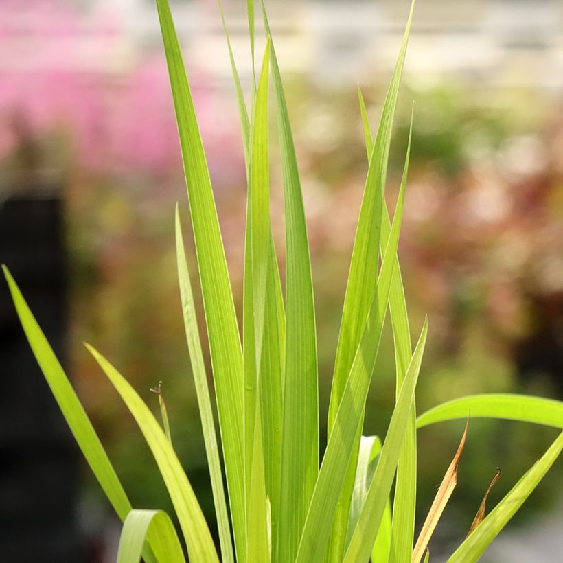 Libertia formosa - Chileense iris (Blad)