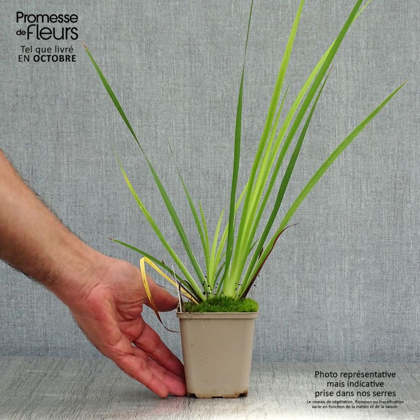 Exemplaar van Libertia grandiflora - Nieuw-Zeelandse iris Kweekpotje van 8/9 cm zoals geleverd in de herfst