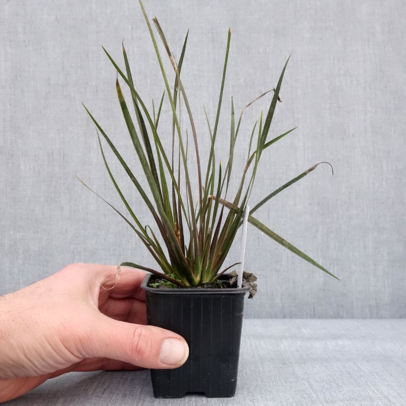 Example of Libertia ixioides Taupo Sunset - Nieuw-Zeelandse iris Kweekpotje van 8/9 cm as you get in hiver