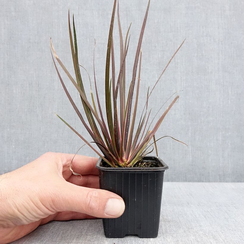 Exemplaar van Libertia ixioides Taupo Sunset - Nieuw-Zeelandse iris Kweekpotje van 8/9 cm zoals geleverd in de lente