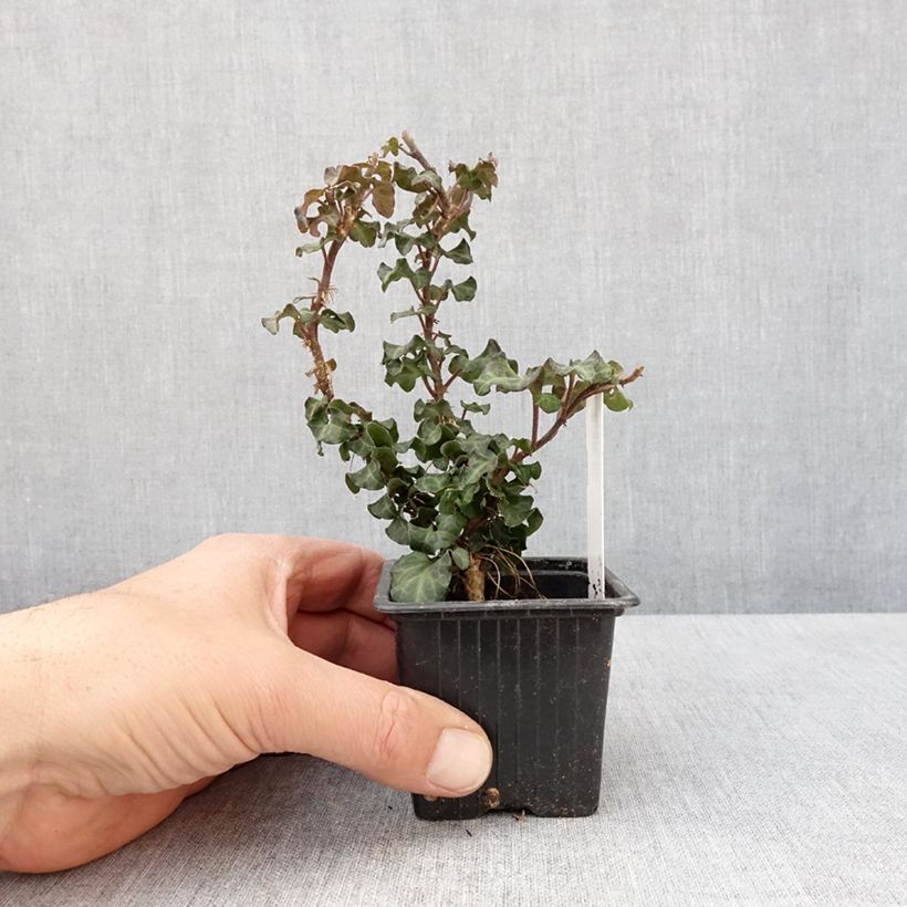 Exemplaar van Hedera Conglomerata - Klimop Kweekpotje van 8/9 cm zoals geleverd in de lente