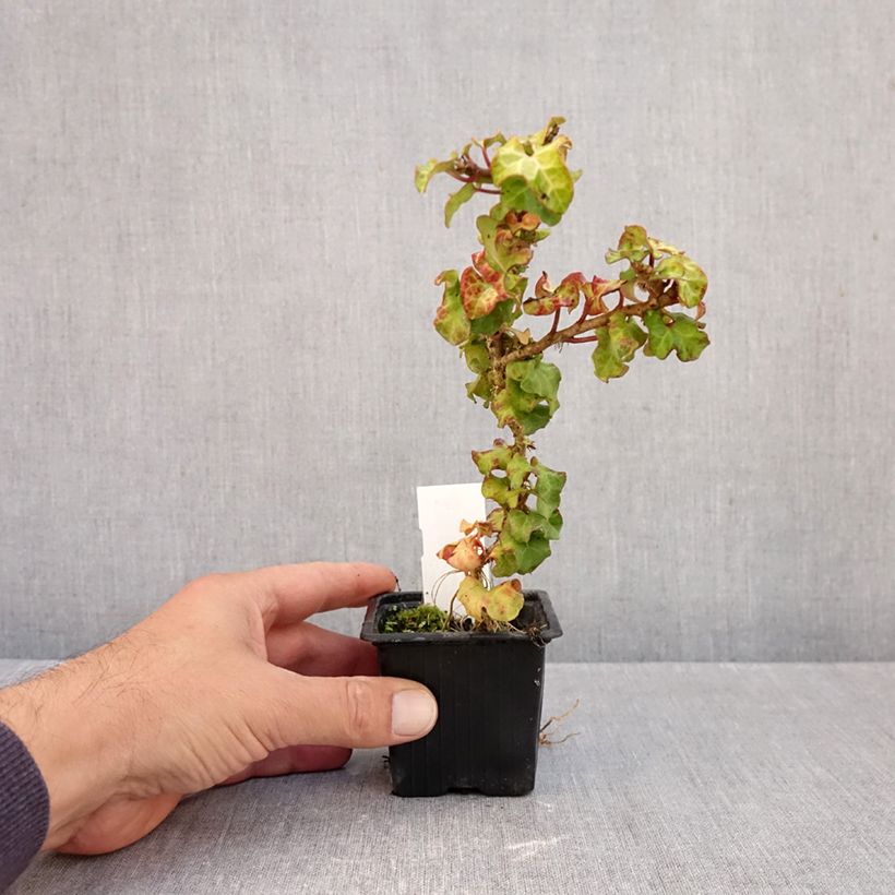 Exemplaar van Hedera Conglomerata - Klimop Kweekpotje van 8/9 cm zoals geleverd in de herfst
