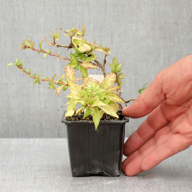 Exemplaar van Hedera Clotted Cream - Klimop Kweekpotje van 8/9 cm zoals geleverd in de zomer