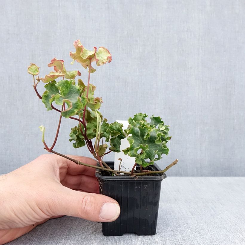 Example of Lierre commun - Hedera helix Clotted Cream Kweekpotje van 8/9 cm as you get in printemps