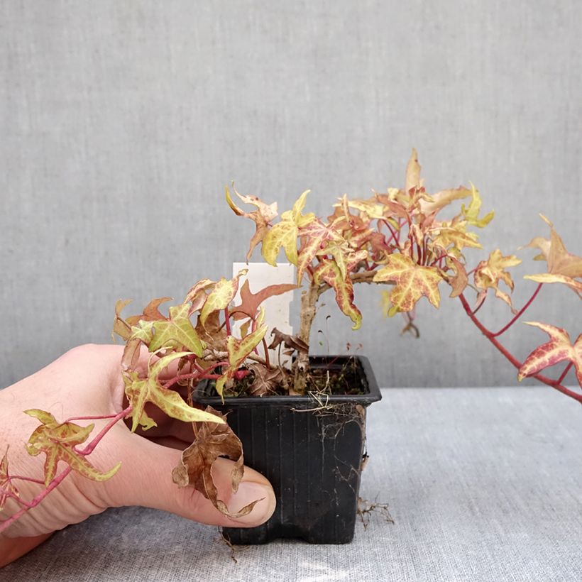 Example of Lierre commun - Hedera helix Courage Kweekpotje van 8/9 cm as you get in hiver